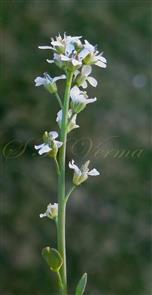  Inflorescence
